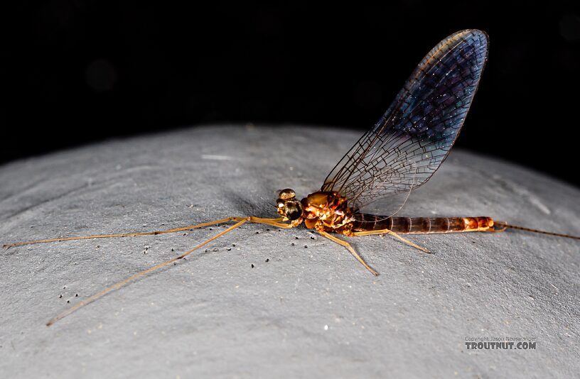 Male Cinygmula par Mayfly Spinner from Mystery Creek #249 in Washington