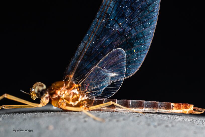 Male Cinygmula par Mayfly Spinner from Mystery Creek #249 in Washington