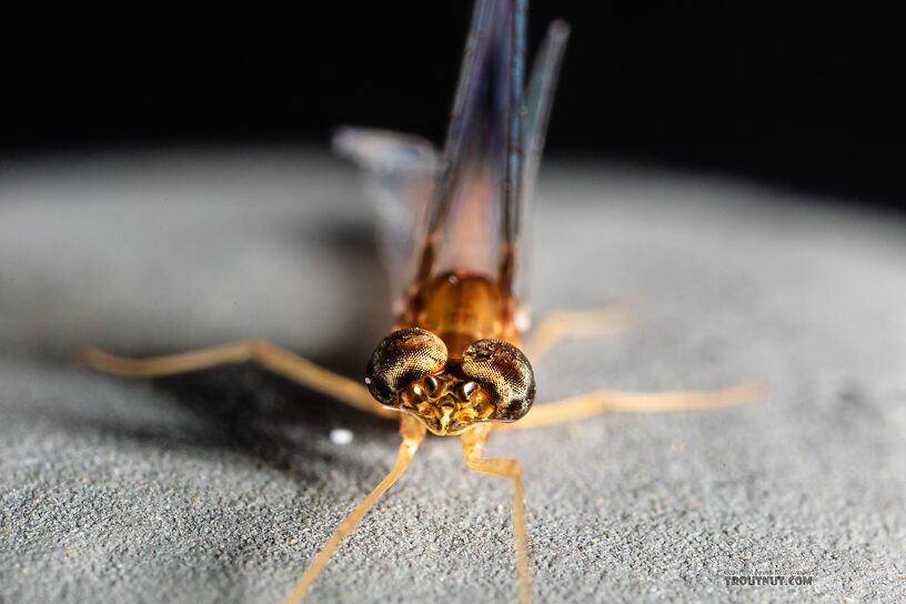 Male Cinygmula par Mayfly Spinner from Mystery Creek #249 in Washington