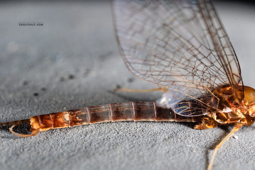 Male Cinygmula par Mayfly Spinner from Mystery Creek #249 in Washington