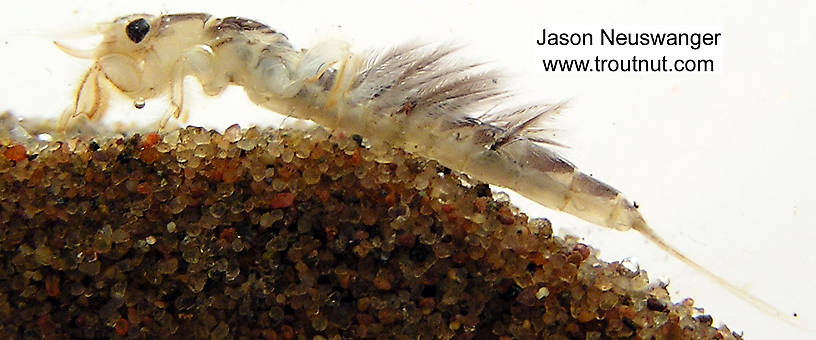 Hexagenia limbata (Hex) Mayfly Nymph from unknown in Wisconsin