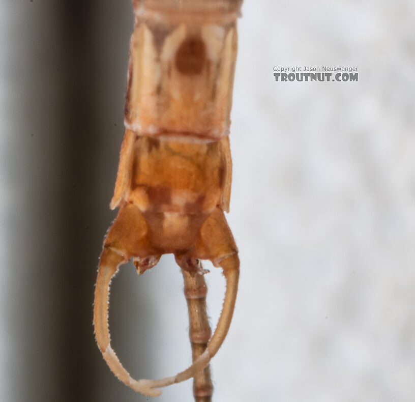 Male Cinygmula par Mayfly Spinner from Mystery Creek #249 in Washington