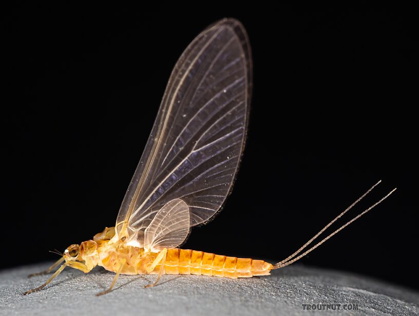 Female Ephemerella excrucians (Pale Morning Dun) Mayfly Dun from Mystery Creek #249 in Washington