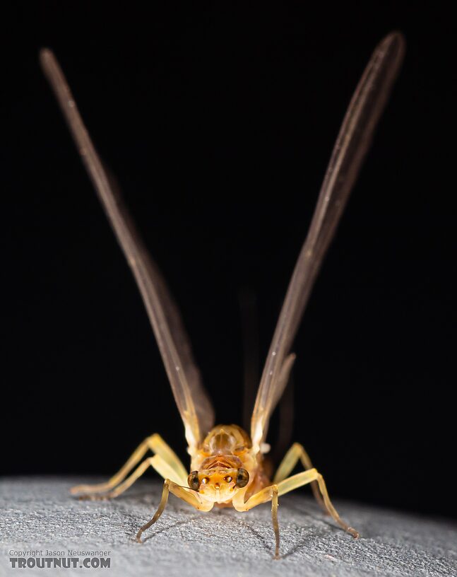 Female Ephemerella excrucians (Pale Morning Dun) Mayfly Dun from Mystery Creek #249 in Washington