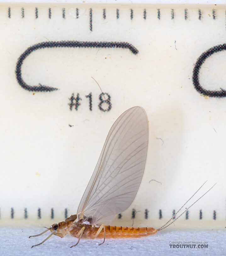 Female Ephemerella excrucians (Pale Morning Dun) Mayfly Dun from Mystery Creek #249 in Washington