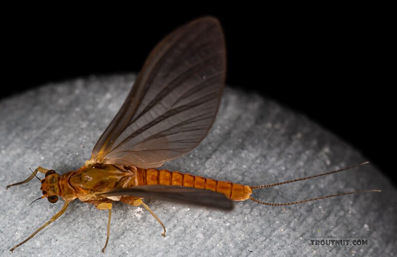 Female Ephemerella excrucians (Pale Morning Dun) Mayfly Dun from Mystery Creek #249 in Washington