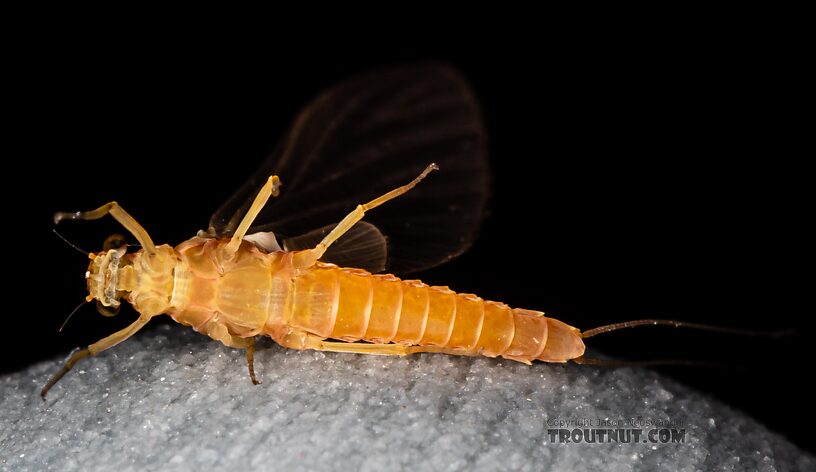 Female Ephemerella excrucians (Pale Morning Dun) Mayfly Dun from Mystery Creek #249 in Washington