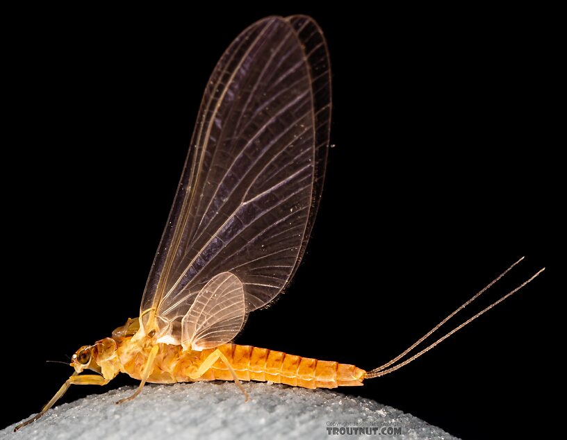 Female Ephemerella excrucians (Pale Morning Dun) Mayfly Dun from Mystery Creek #249 in Washington