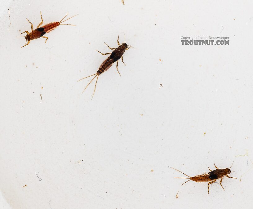 This specimen (top left) is pictured with a couple others from the same kicknet sample just to show the variation in color.  Male Ephemerella excrucians (Pale Morning Dun) Mayfly Nymph from Mystery Creek #249 in Washington