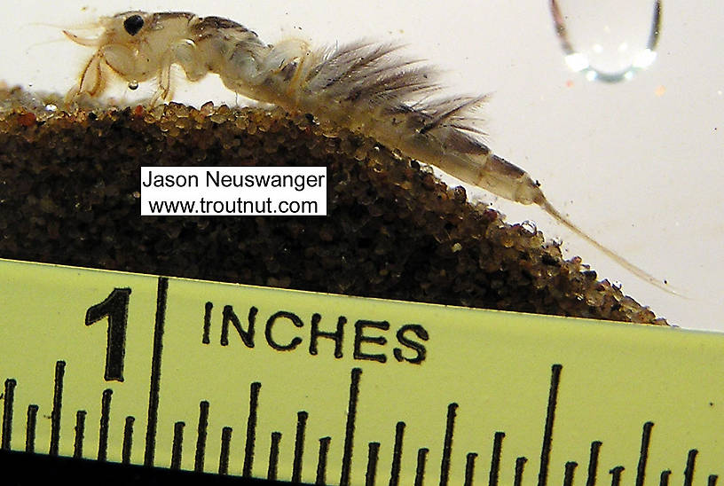 Hexagenia limbata (Hex) Mayfly Nymph from unknown in Wisconsin