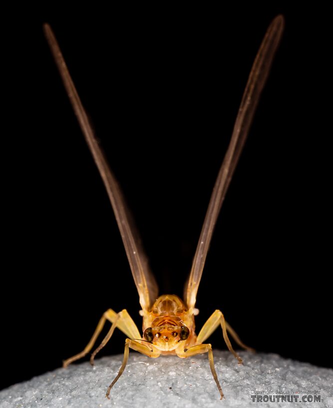 Female Ephemerella excrucians (Pale Morning Dun) Mayfly Dun from Mystery Creek #249 in Washington