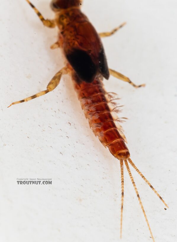 Male Ephemerella excrucians (Pale Morning Dun) Mayfly Nymph from Mystery Creek #249 in Washington