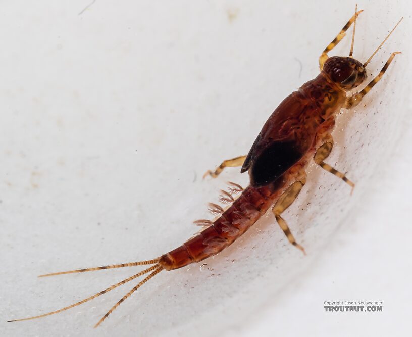 Male Ephemerella excrucians (Pale Morning Dun) Mayfly Nymph from Mystery Creek #249 in Washington