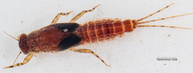 Male Ephemerella excrucians (Pale Morning Dun) Mayfly Nymph from Mystery Creek #249 in Washington