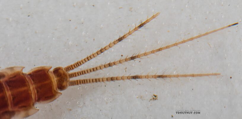 Male Ephemerella excrucians (Pale Morning Dun) Mayfly Nymph from Mystery Creek #249 in Washington