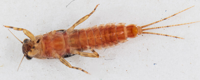 Male Ephemerella excrucians (Pale Morning Dun) Mayfly Nymph from Mystery Creek #249 in Washington