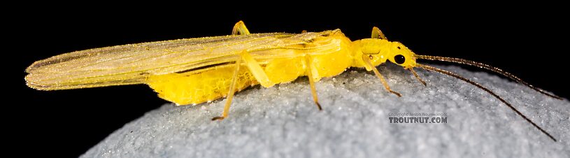 Female Suwallia pallidula (Sallfly) Stonefly Adult from Mystery Creek #249 in Washington