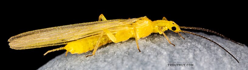 Female Suwallia pallidula (Sallfly) Stonefly Adult from Mystery Creek #249 in Washington