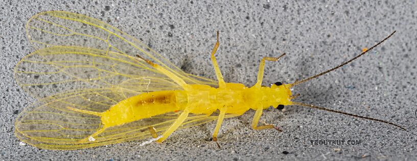 Female Suwallia pallidula (Sallfly) Stonefly Adult from Mystery Creek #249 in Washington