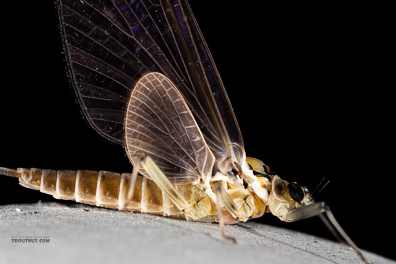 Female Rhithrogena hageni (Western Black Quill) Mayfly Dun from Mystery Creek #249 in Washington