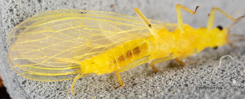 Female Suwallia pallidula (Sallfly) Stonefly Adult from Mystery Creek #249 in Washington