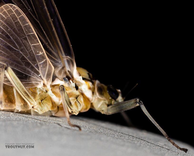 Female Rhithrogena hageni (Western Black Quill) Mayfly Dun from Mystery Creek #249 in Washington