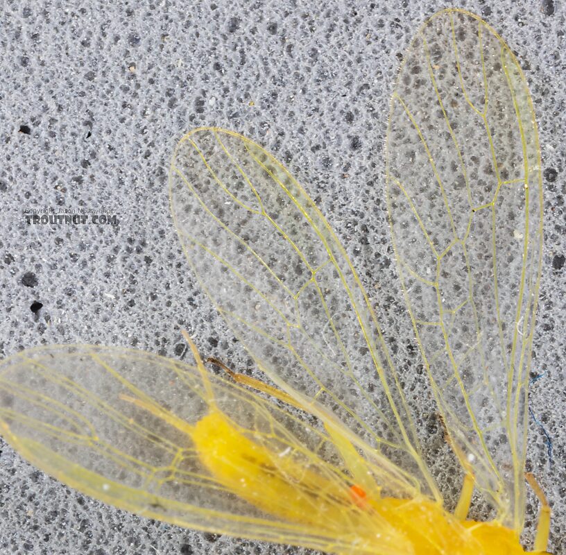 Female Suwallia pallidula (Sallfly) Stonefly Adult from Mystery Creek #249 in Washington