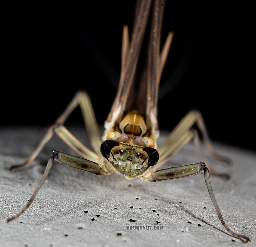 Female Rhithrogena hageni (Western Black Quill) Mayfly Dun from Mystery Creek #249 in Washington