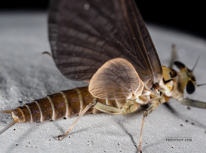 Female Rhithrogena hageni (Western Black Quill) Mayfly Dun from Mystery Creek #249 in Washington