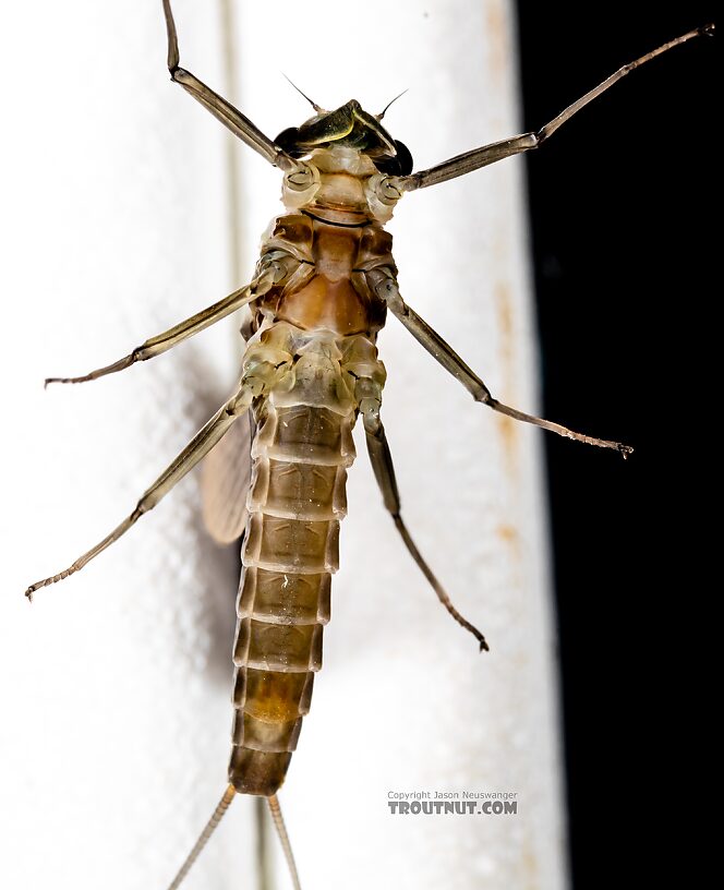 Female Rhithrogena hageni (Western Black Quill) Mayfly Dun from Mystery Creek #249 in Washington