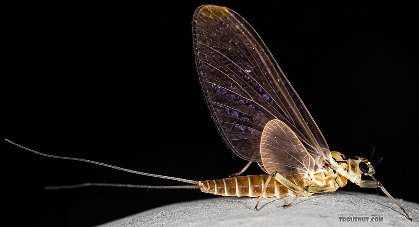 Female Rhithrogena hageni (Western Black Quill) Mayfly Dun from Mystery Creek #249 in Washington