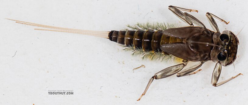 Rhithrogena hageni (Western Black Quill) Mayfly Nymph from Mystery Creek #249 in Washington