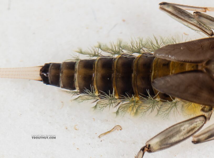 Rhithrogena hageni (Western Black Quill) Mayfly Nymph from Mystery Creek #249 in Washington