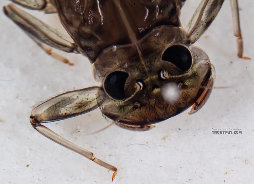 Rhithrogena hageni (Western Black Quill) Mayfly Nymph from Mystery Creek #249 in Washington