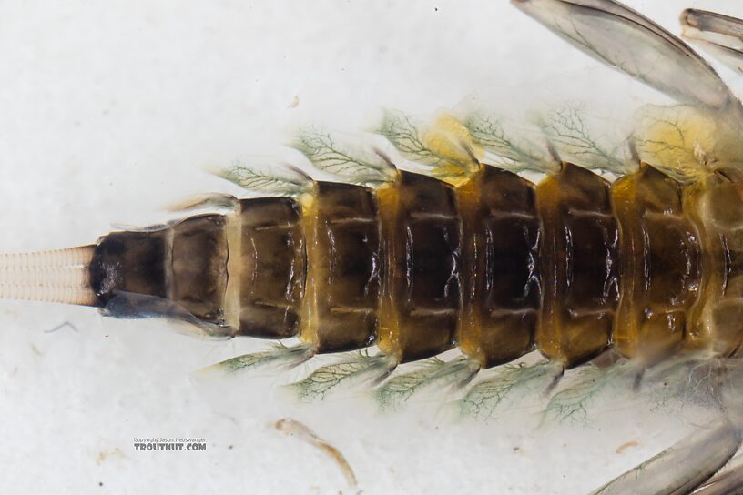 Rhithrogena hageni (Western Black Quill) Mayfly Nymph from Mystery Creek #249 in Washington