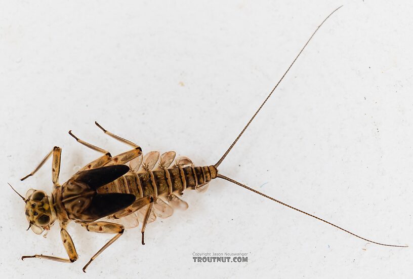 Epeorus longimanus (Slate Brown Dun) Mayfly Nymph from Mystery Creek #249 in Washington