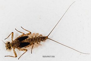 Epeorus longimanus (Slate Brown Dun) Mayfly Nymph