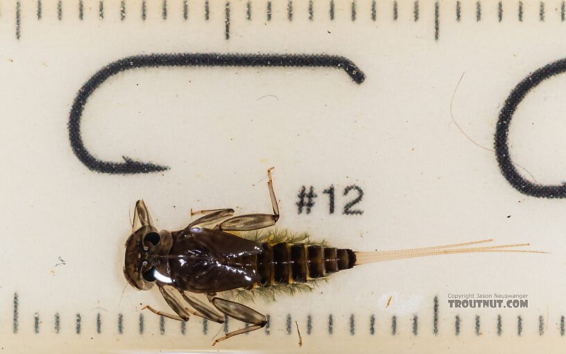 Body 11 mm long  Rhithrogena hageni (Western Black Quill) Mayfly Nymph from Mystery Creek #249 in Washington