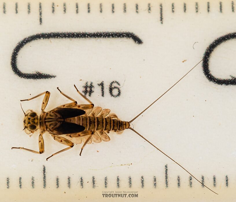 Epeorus longimanus (Slate Brown Dun) Mayfly Nymph from Mystery Creek #249 in Washington