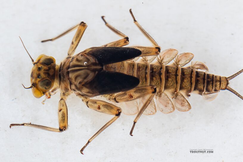 Epeorus longimanus (Slate Brown Dun) Mayfly Nymph from Mystery Creek #249 in Washington