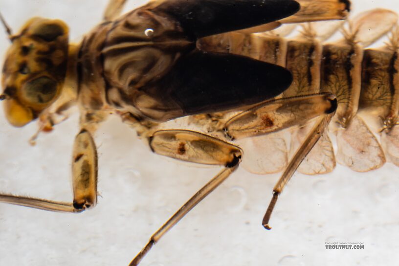 Epeorus longimanus (Slate Brown Dun) Mayfly Nymph from Mystery Creek #249 in Washington