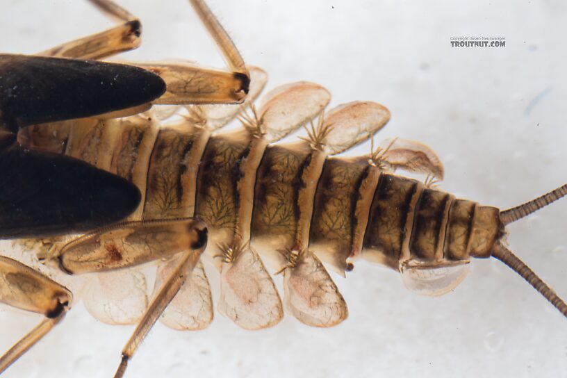 Epeorus longimanus (Slate Brown Dun) Mayfly Nymph from Mystery Creek #249 in Washington