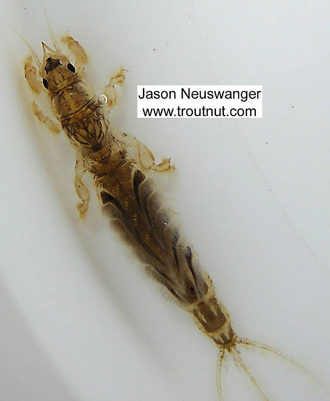 Hexagenia limbata (Hex) Mayfly Nymph from unknown in Wisconsin