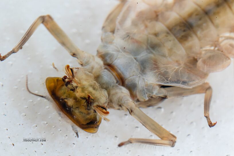 Here the meeting and slight overlap on the first pair of gills is more evident.  Epeorus longimanus (Slate Brown Dun) Mayfly Nymph from Mystery Creek #249 in Washington