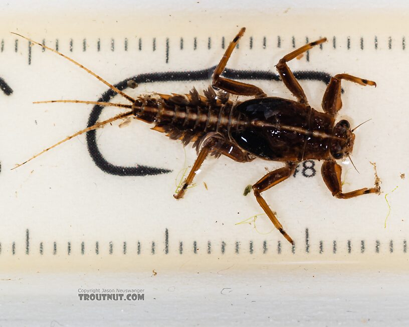 Drunella grandis (Western Green Drake) Mayfly Nymph from Mystery Creek #249 in Washington