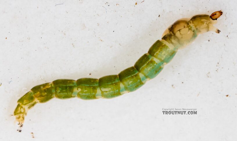 Chironomidae (Midges) Midge Larva from Mystery Creek #249 in Washington