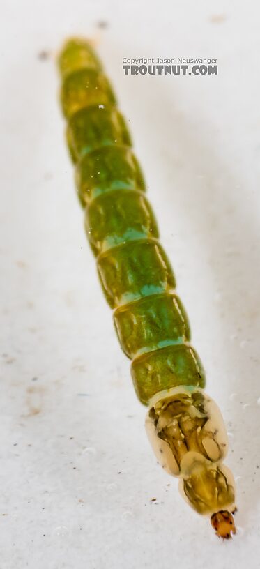 Chironomidae (Midges) Midge Larva from Mystery Creek #249 in Washington