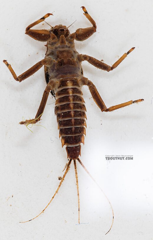 Drunella grandis (Western Green Drake) Mayfly Nymph from Mystery Creek #249 in Washington