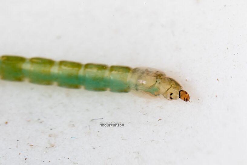 Chironomidae (Midges) Midge Larva from Mystery Creek #249 in Washington