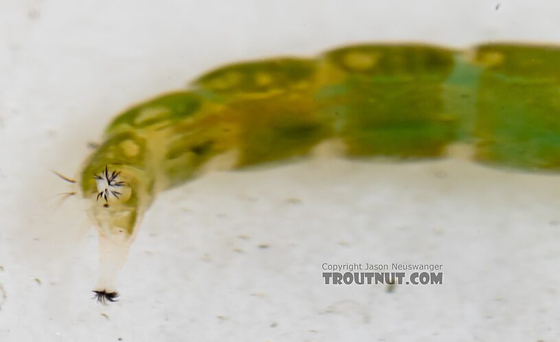 Chironomidae (Midges) Midge Larva from Mystery Creek #249 in Washington